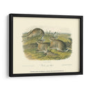Liebre De Leña - John James Audubon | Cuadro decorativo de Canvas Lab