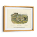 Liebre De Leña - John James Audubon | Cuadro decorativo de Canvas Lab