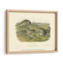 Liebre De Leña - John James Audubon | Cuadro decorativo de Canvas Lab