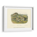 Liebre De Leña - John James Audubon | Cuadro decorativo de Canvas Lab