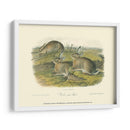 Liebre De Leña - John James Audubon | Cuadro decorativo de Canvas Lab