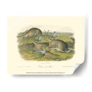 Liebre De Leña - John James Audubon | Cuadro decorativo de Canvas Lab
