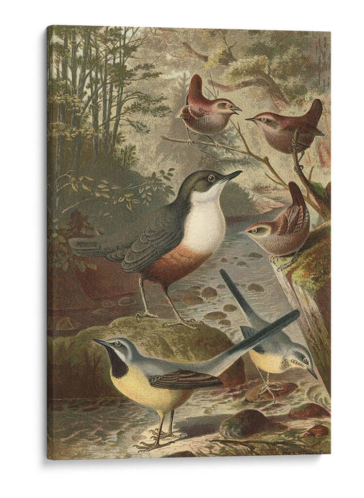 Wagtails Y Wrens | Cuadro decorativo de Canvas Lab