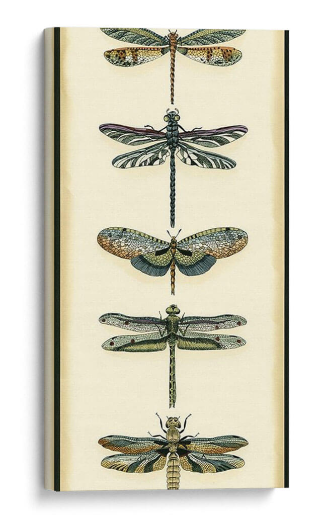 Pequeño Colector De Libélula Ii - Chariklia Zarris | Cuadro decorativo de Canvas Lab