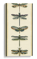 Pequeño Colector De Libélula Ii - Chariklia Zarris | Cuadro decorativo de Canvas Lab