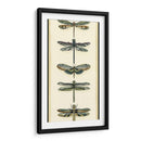 Pequeño Colector De Libélula Ii - Chariklia Zarris | Cuadro decorativo de Canvas Lab