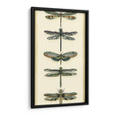 Pequeño Colector De Libélula Ii - Chariklia Zarris | Cuadro decorativo de Canvas Lab