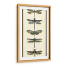 Pequeño Colector De Libélula Ii - Chariklia Zarris | Cuadro decorativo de Canvas Lab