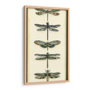 Pequeño Colector De Libélula Ii - Chariklia Zarris | Cuadro decorativo de Canvas Lab