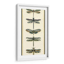 Pequeño Colector De Libélula Ii - Chariklia Zarris | Cuadro decorativo de Canvas Lab