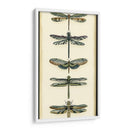 Pequeño Colector De Libélula Ii - Chariklia Zarris | Cuadro decorativo de Canvas Lab