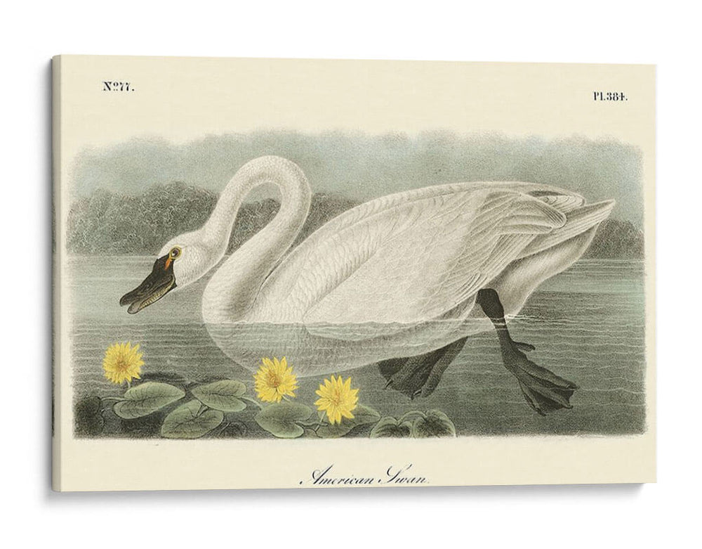 Cisne Americano - John James Audubon | Cuadro decorativo de Canvas Lab