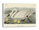 Cisne Americano - John James Audubon | Cuadro decorativo de Canvas Lab