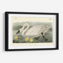 Cisne Americano - John James Audubon | Cuadro decorativo de Canvas Lab