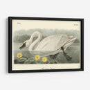 Cisne Americano - John James Audubon | Cuadro decorativo de Canvas Lab