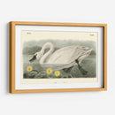 Cisne Americano - John James Audubon | Cuadro decorativo de Canvas Lab