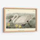 Cisne Americano - John James Audubon | Cuadro decorativo de Canvas Lab