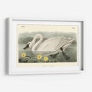 Cisne Americano - John James Audubon | Cuadro decorativo de Canvas Lab