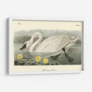 Cisne Americano - John James Audubon | Cuadro decorativo de Canvas Lab