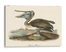 Pelícano Marrón - John James Audubon | Cuadro decorativo de Canvas Lab