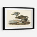 Pelícano Marrón - John James Audubon | Cuadro decorativo de Canvas Lab