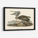 Pelícano Marrón - John James Audubon | Cuadro decorativo de Canvas Lab