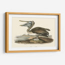 Pelícano Marrón - John James Audubon | Cuadro decorativo de Canvas Lab