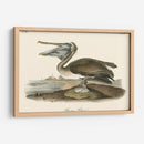 Pelícano Marrón - John James Audubon | Cuadro decorativo de Canvas Lab