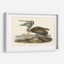 Pelícano Marrón - John James Audubon | Cuadro decorativo de Canvas Lab