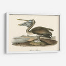 Pelícano Marrón - John James Audubon | Cuadro decorativo de Canvas Lab