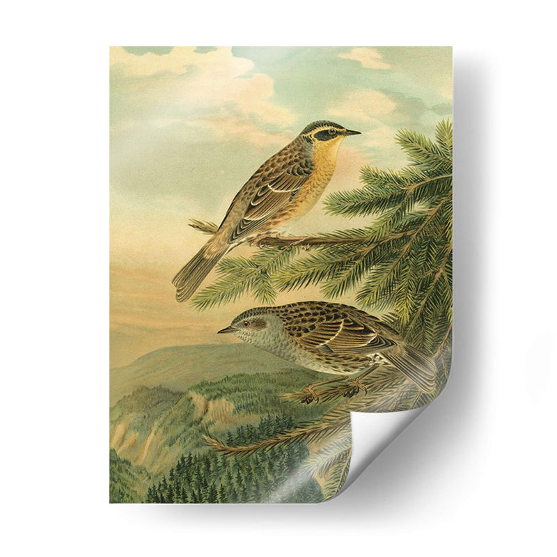 Pequeñas Aves De Bosque I - Vision Studio | Cuadro decorativo de Canvas Lab