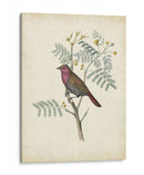 Pájaros Delicados Ii | Cuadro decorativo de Canvas Lab