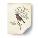 Pájaros Delicados Ii | Cuadro decorativo de Canvas Lab
