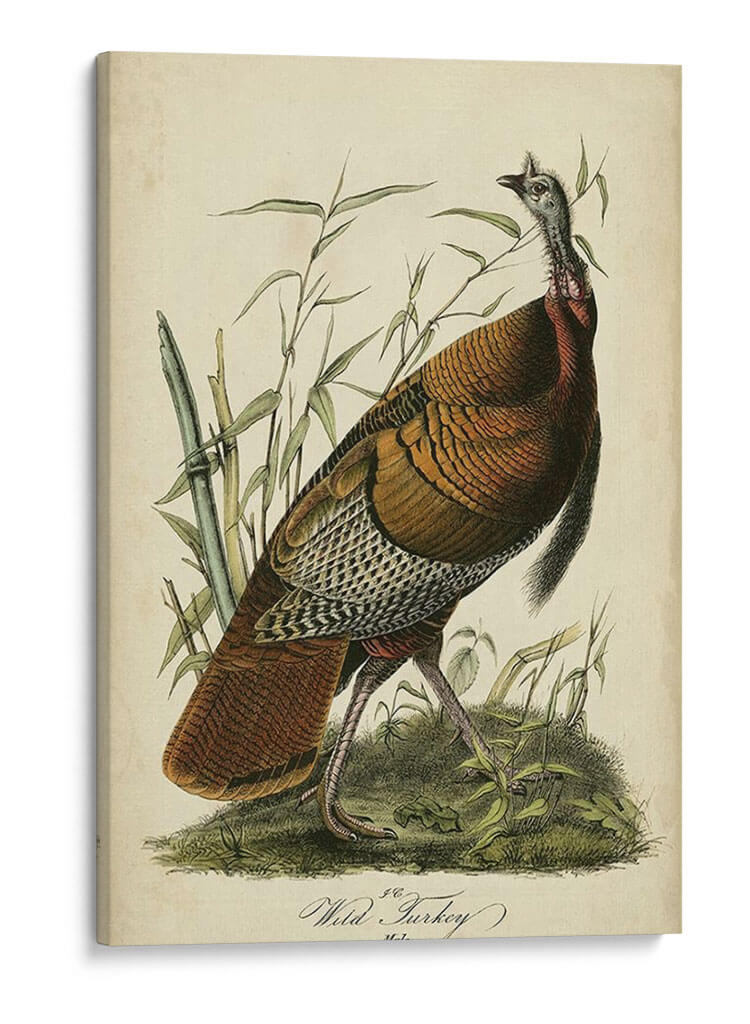 Audubon Wild Turkey - John James Audubon | Cuadro decorativo de Canvas Lab