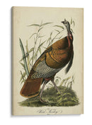 Audubon Wild Turkey - John James Audubon | Cuadro decorativo de Canvas Lab