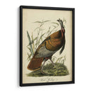 Audubon Wild Turkey - John James Audubon | Cuadro decorativo de Canvas Lab
