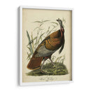 Audubon Wild Turkey - John James Audubon | Cuadro decorativo de Canvas Lab