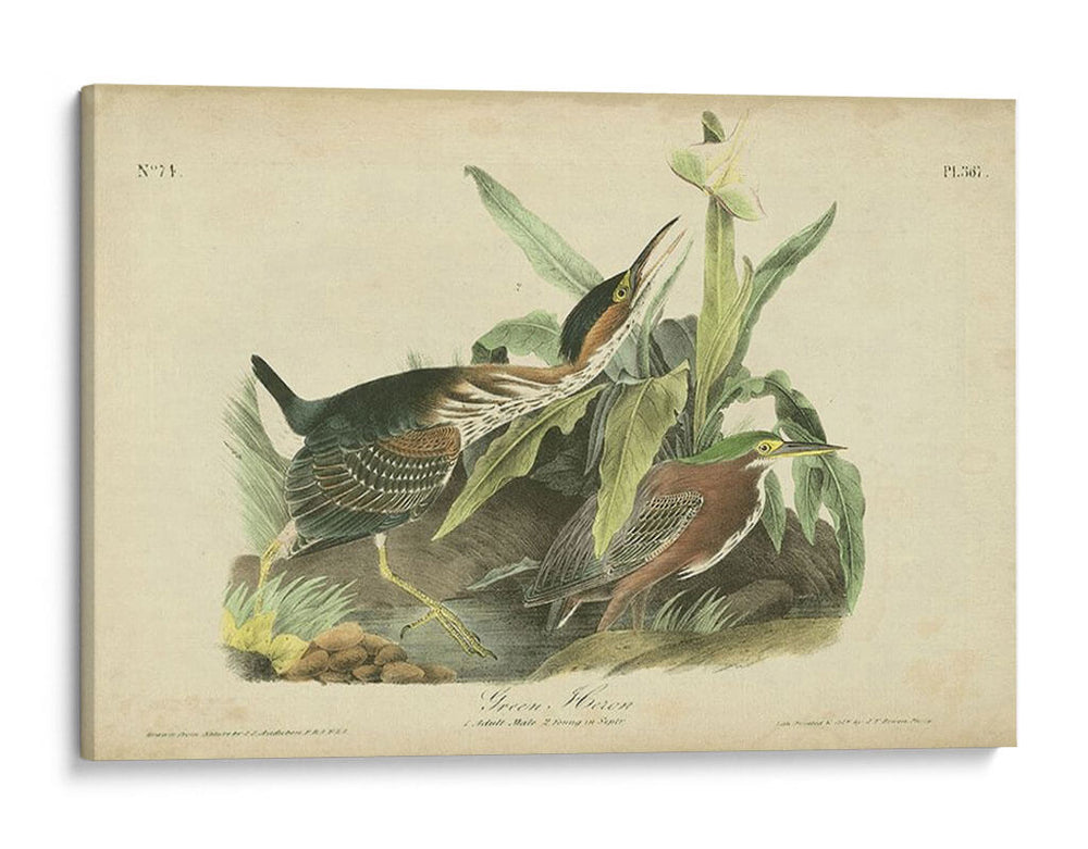 Audubon Green Heron - John James Audubon | Cuadro decorativo de Canvas Lab