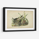 Audubon Green Heron - John James Audubon | Cuadro decorativo de Canvas Lab
