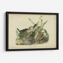 Audubon Green Heron - John James Audubon | Cuadro decorativo de Canvas Lab
