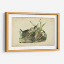 Audubon Green Heron - John James Audubon | Cuadro decorativo de Canvas Lab