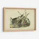 Audubon Green Heron - John James Audubon | Cuadro decorativo de Canvas Lab