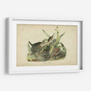 Audubon Green Heron - John James Audubon | Cuadro decorativo de Canvas Lab