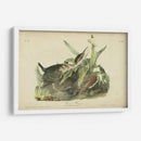 Audubon Green Heron - John James Audubon | Cuadro decorativo de Canvas Lab