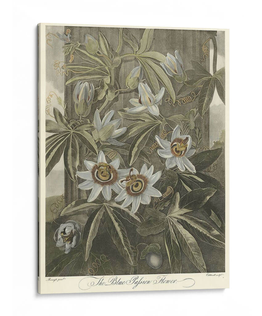 Blue Pasionflower (A) - Robert J. Thornton | Cuadro decorativo de Canvas Lab