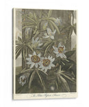 Blue Pasionflower (A) - Robert J. Thornton | Cuadro decorativo de Canvas Lab