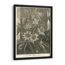 Blue Pasionflower (A) - Robert J. Thornton | Cuadro decorativo de Canvas Lab