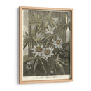 Blue Pasionflower (A) - Robert J. Thornton | Cuadro decorativo de Canvas Lab