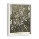 Blue Pasionflower (A) - Robert J. Thornton | Cuadro decorativo de Canvas Lab
