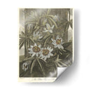 Blue Pasionflower (A) - Robert J. Thornton | Cuadro decorativo de Canvas Lab